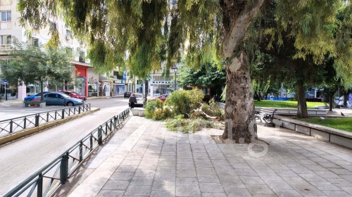 ΧΑΛΚΙΔΑ: Έσπασε ο ευκάλυπτος στην πιάτσα των ταξί - Άγιο είχαν οι περαστικοί