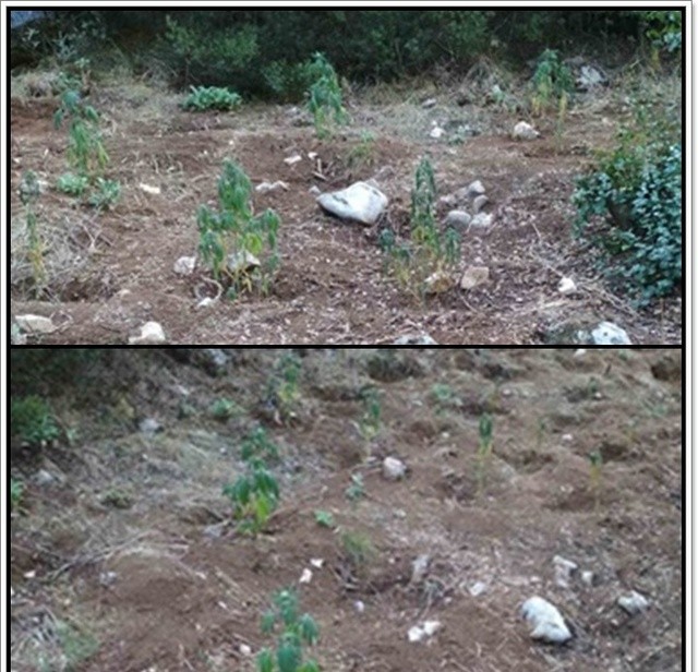 ΤΙΘΟΡΕΑ: Εντοπίστηκε ορφανή φυτεία με 148 δενδρύλλια κάνναβης