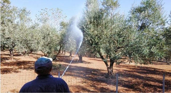 Ξεκινούν οι ψεκασμοί δακοκτονίας στον Δήμο Κύμης – Αλιβερίου