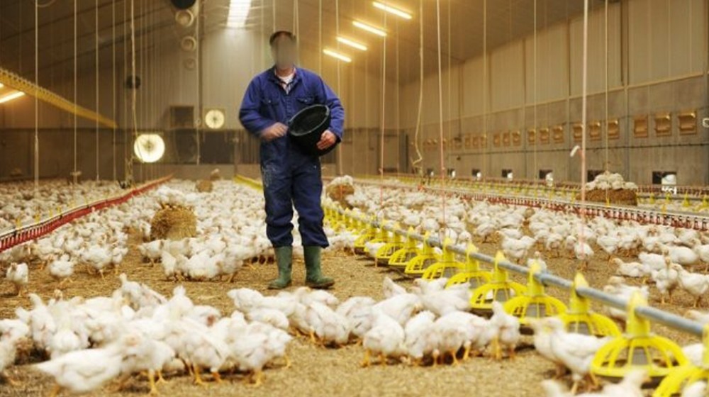 ΚΑΤΑΓΓΕΛΙΑ: Απλήρωτοι από τον Μάιο οι εργαζόμενοι στην πτηνοτροφική επιχείρηση Central Farm