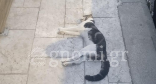 ΧΑΛΚΙΔΑ: Δηλητηρίασαν γάτα με ποντικοφάρμακο στον Αγιο Ιωάννη