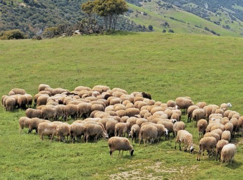 Ευνοϊκή εξέλιξη για τους Έλληνες κτηνοτρόφους και τις επιδοτήσεις τους