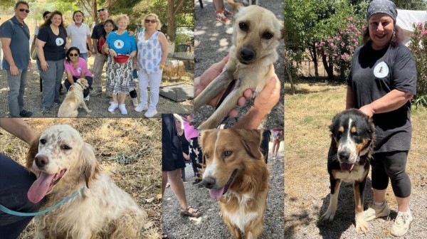 Έξι αδέσποτα σκυλάκια βρήκαν οικογένεια στη Χαλκίδα