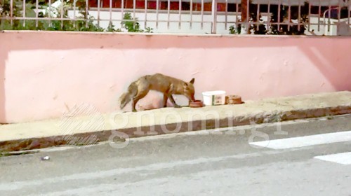 ΧΑΛΚΙΔΑ: Αλεπού έκανε την εμφάνισή της στην Κάνηθο (VIDEO)