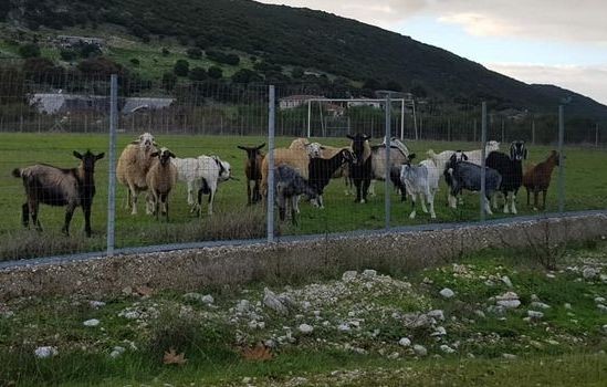 ΑΠΙΣΤΕΥΤΟ: Κοπάδι με γίδια και πρόβατα έφαγε χλοοτάπητα αξίας 150.000 ευρώ σε γήπεδο