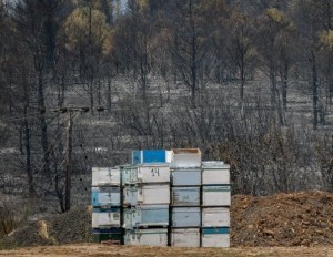 ΒΟΡΕΙΑ ΕΥΒΟΙΑ: Σε απόγνωση οι μελισσοκόμοι από την καταστροφική φωτιά