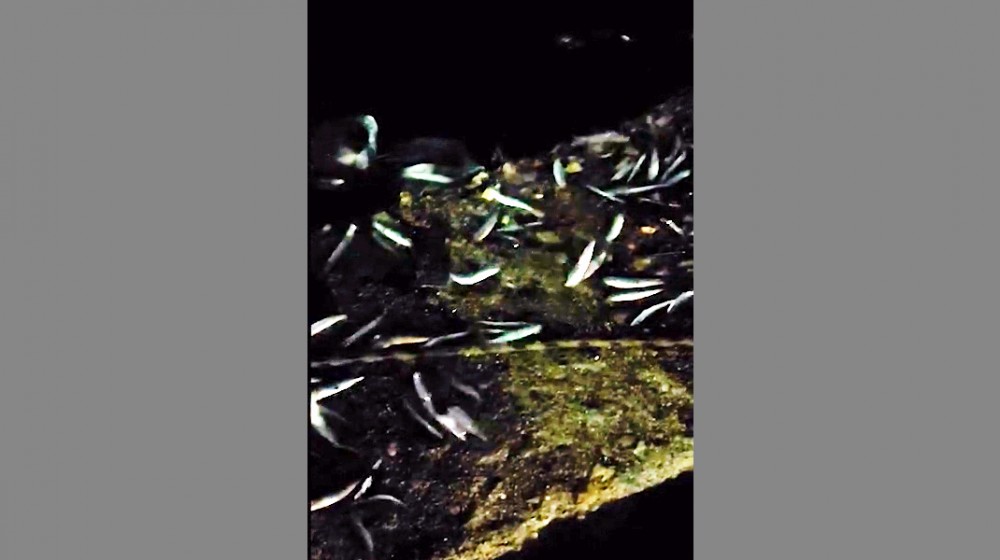 ΧΑΛΚΙΔΑ: Τα ψάρια βγήκαν στη στεριά (VIDEO)