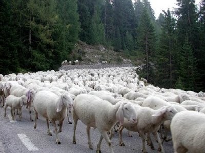 Εσφαξαν στο λαιμό 25 αρνιά