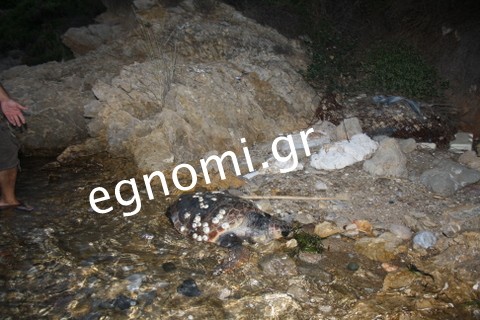 Βρόμα και δυσωδία στις Ροδιές