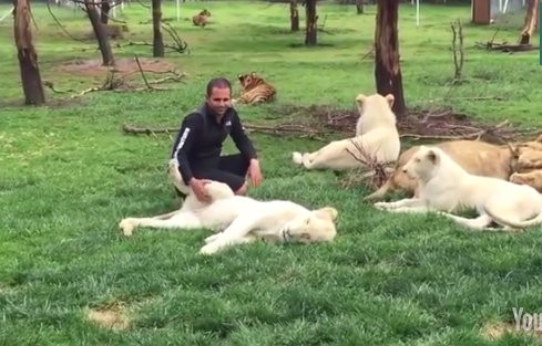 Τίγρης σώζει άνθρωπο από λεοπάρδαλη (VIDEO)