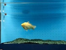 Κρυβόταν στο ενυδρείο για 7 χρόνια!