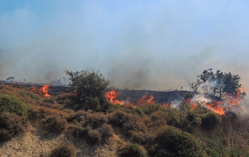 ΚΡΙΕΖΑ ΕΥΒΟΙΑΣ: Άρπαξε φωτιά έκταση με σιτοκαλαμιές κοντά σε σπίτια
