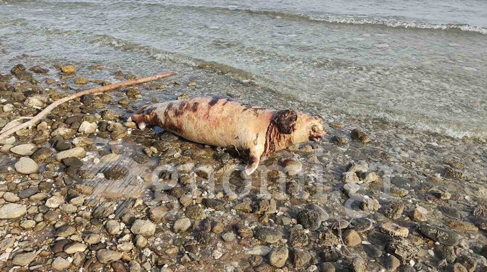 ΛΕΥΚΑΝΤΙ: Οι νεκρές φώκιες σαπίζουν στην παραλία (VIDEO)
