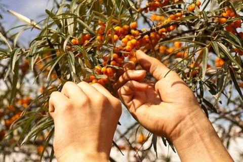 Νέα παραγωγική μονάδα Superfoods