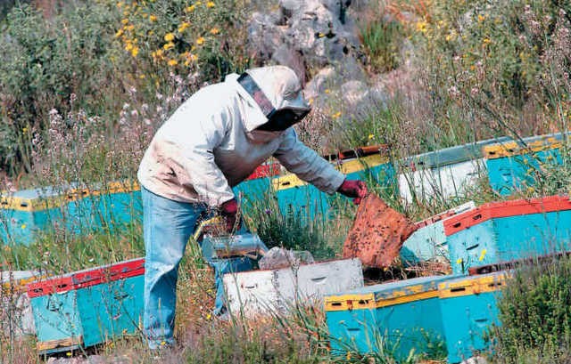 ΕΥΒΟΙΑ-ΜΕΛΙΣΣΟΚΟΜΙΑ: Υποχρεωτική η δήλωση κατεχομένων κυψελών για τους μελισσοκόμους μέχρι 20 Οκτωβρίου
