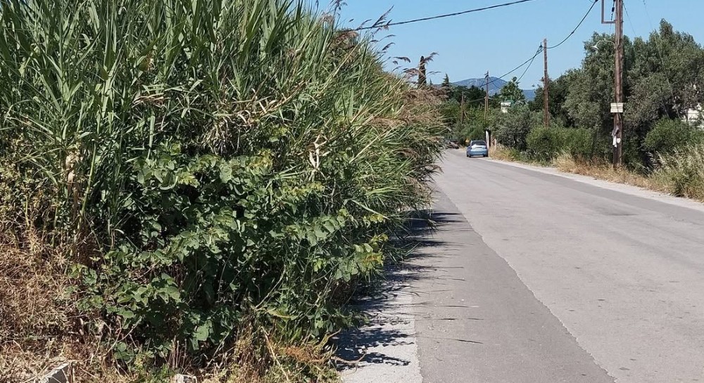 ΜΥΤΙΚΑΣ: Αγριόχορτα μέσα στον δρόμο