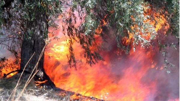 ΔΗΜΟΣ ΔΙΡΦΥΩΝ-ΜΕΣΣΑΠΙΩΝ: Περίπου 1.000 στρέμματα η ζημιά από τη φωτιά- Ξεκινούν οι αιτήσεις αποζημίωσης