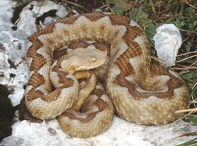 Οχιά δηλητηρίασε γαμήλιο γλέντι