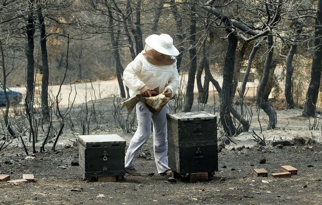 Σε απόγνωση οι μελισσοκόμοι των πυρόπληκτων περιοχών της Βόρειας Εύβοιας