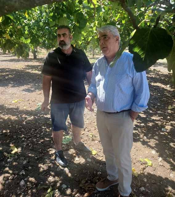 ΚΕΔΙΚΟΓΛΟΥ: Ταχύτατη η αποζημίωση συκοπαραγωγών της Βόρειας Εύβοιας
