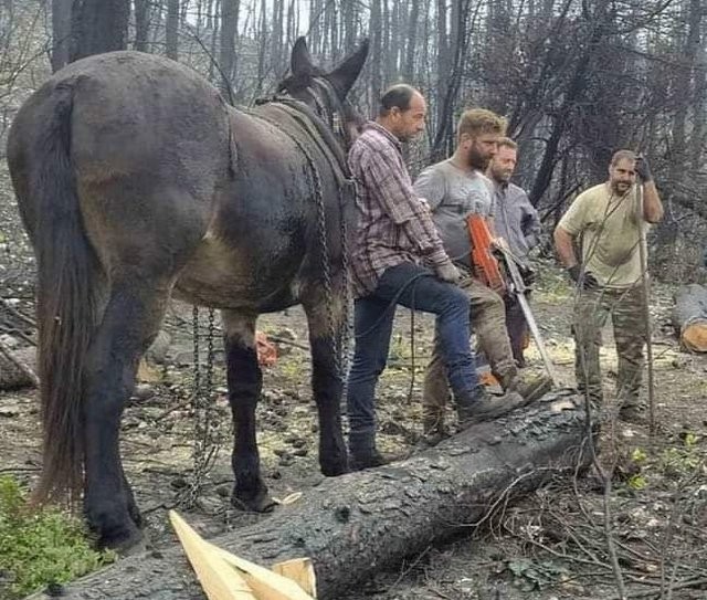 Στη Βουλή τα αιτήματα των υλοτόμων της Βόρειας Εύβοιας