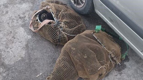 ΑΜΑΡΥΝΘΟΣ: Ψάρευε παράνομα αχινούς 35χρονος Έλληνας - Κατασχέθηκαν 300 αχινοί (φωτό)