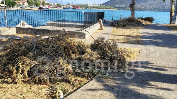 ΧΑΛΚΙΔΑ: Σωροί από ξερόκλαδα στην είσοδο της πόλης δημιουργούν άθλια εικόνα