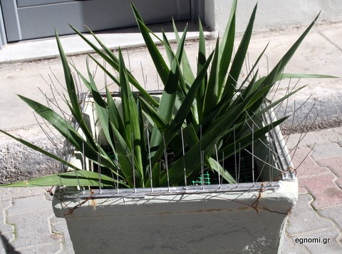 Συρματόπλεγμα σε γλάστρα σε δρόμο της Χαλκίδας