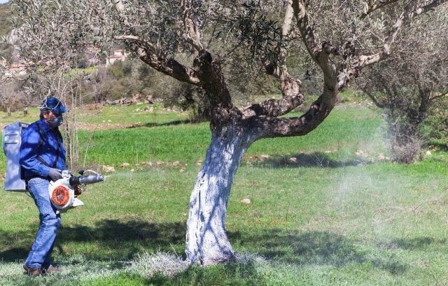 Καθυστέρησε η δακοκτονία στη Στερεά Ελλάδα