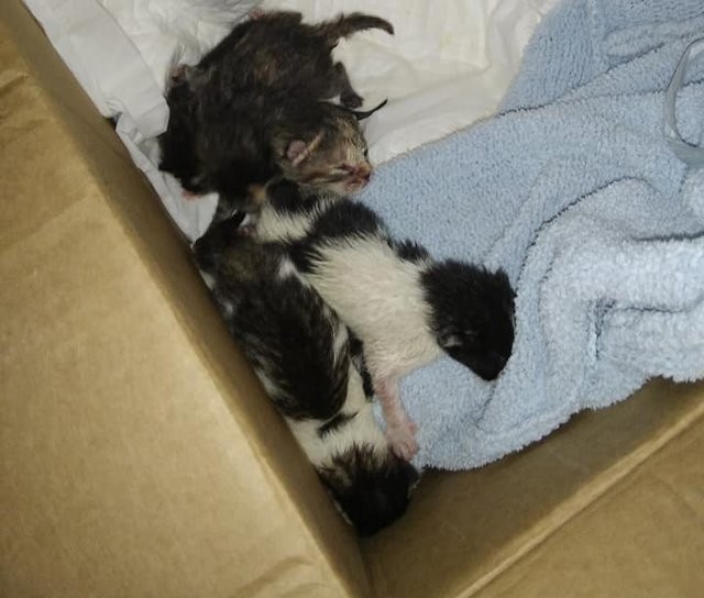 ΧΑΛΚΙΔΑ: Νεαρή έσωσε έξι νεογέννητα γατάκια που τα είχαν πετάξει στα σκουπίδια!