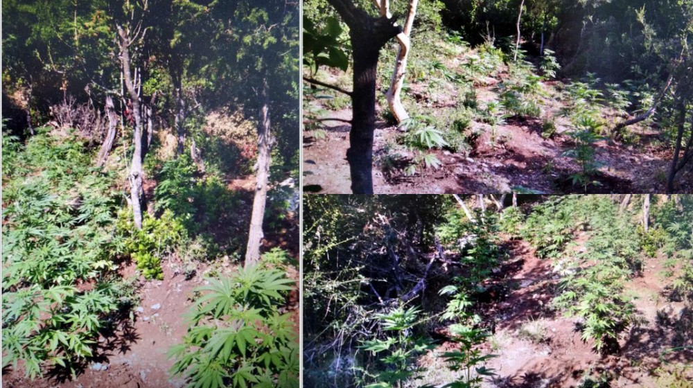 Φυτεία με 634 δενδρύλλια κάνναβης εντοπίστηκε σε δύσβατη δασική περιοχή της Φθιώτιδας