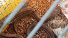 Πρέβεζα: Φίδι τρύπωσε σε κλουβί και καταβρόχθισε 16 καναρίνια!