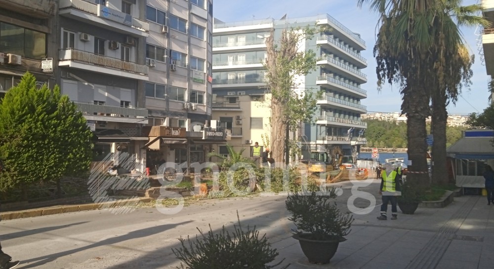 ΧΑΛΚΙΔΑ: Κοπή δέντρων στην Ελευθερίου Βενιζέλου