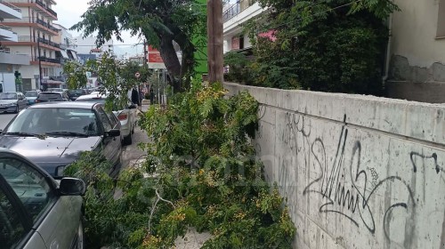 ΧΑΛΚΙΔΑ: Δέντρο γκρεμίστηκε σαν ...χάρτινος πύργος