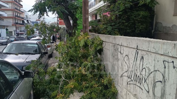 ΧΑΛΚΙΔΑ: Δέντρο γκρεμίστηκε σαν ...χάρτινος πύργος