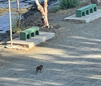 Αγριογούρουνο έχει αναστατώσει τη μισή Χαλκίδα!