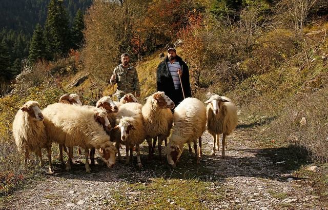 ΕΥΒΟΙΑ: Ενισχύσεις τους πυρόπληκτους κτηνοτρόφους - Πόσα λεφτά  θα πάρουν για κάθε πρόβατο