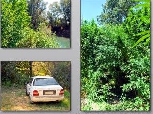 Καλλιεργούσε φυτεία με 161 δενδρύλλια κάνναβης 49χρονος (pics)