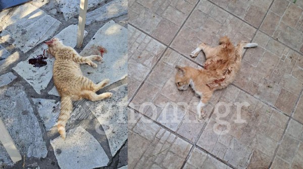 ΧΑΛΚΙΔΑ- ΦΡΙΚΗ: Σκύλοι- δολοφόνοι σκοτώνουν τις γάτες την μία μετά την άλλη