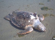 Νεκρή χελώνα στην Αυλίδα