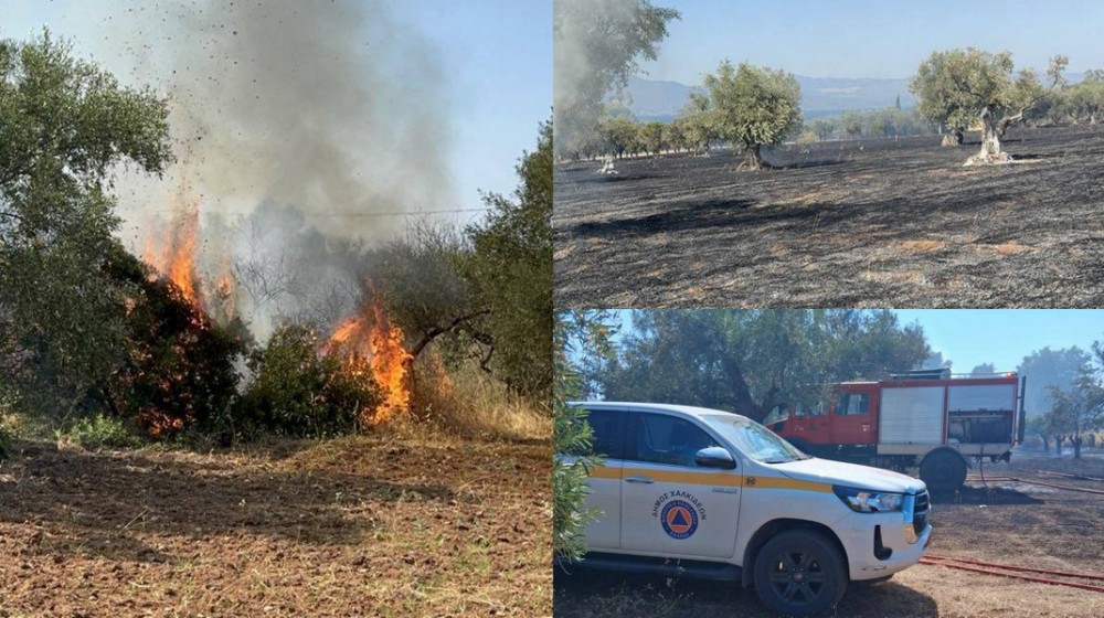 ΛΟΥΚΙΣΙΑ: Φωτιά σε αγροτική έκταση έκαψε ελαιόδεντρα και θαμνώδη βλάστηση