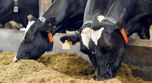 ΒΟΡΕΙΑ ΕΥΒΟΙΑ: Ξέμειναν από ζωοτροφές οι κτηνοτρόφοι