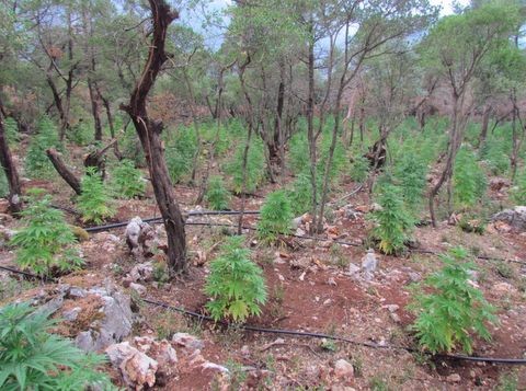 ΚΑΡΥΣΤΙΑ: Έκαναν περιπολία για φωτιές και εντόπισαν χασισοφυτεία