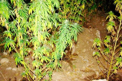 Ιστιαία: 44χρονος Έλληνας συνελήφθη για καλλιέργεια χασίς