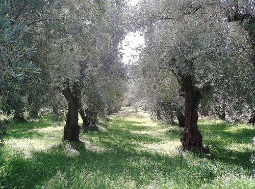 Οικονομική ενίσχυση σε ελαιοπαραγωγούς της Εύβοιας