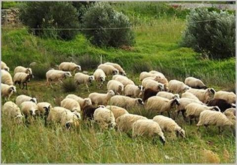Ευθύνες στην κυβέρνηση, στην Περιφέρεια και στους Δήμους για τον καταρροϊκό πυρετό