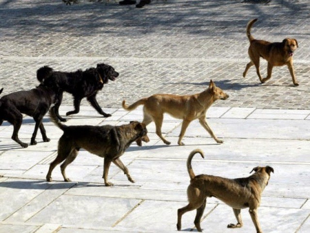 Ανακοίνωση για τα αδέσποτα ζώα από τον Δήμο Χαλκιδέων