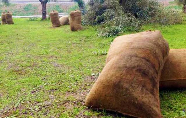 ΧΑΛΚΙΔΑ: ʽΆντρας έκλεψε 10 τσουβάλια με ελιές από χωράφι