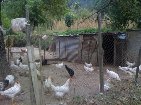 Έκρυβε 6,5 κιλά χασίς στο κοτέτσι 53χρονος κτηνοτρόφος