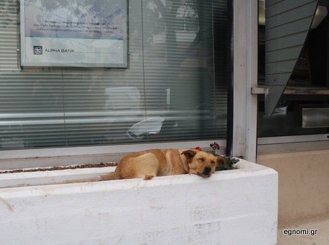 Πουλούσαν σκύλους για πειραματόζωα και κτηνοβασίες